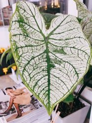 -变画·发型STUDIO