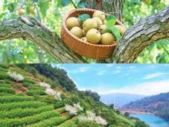 -苏州太湖西山岛开心农场