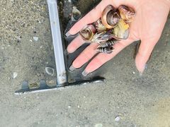 -北海金海湾红树林生态旅游区