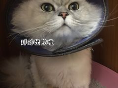 -瑞派雷欧宠物医院·24h夜诊·心脏骨科牙科·全科重症转诊中心(无影山店)