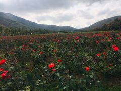 -亚龙湾国际玫瑰谷
