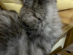 -纳吉亚猫专科动物医院·北北分院