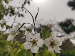-香山公园