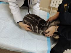 -喜多萌中农锦绣动物医院24H·猫科·牙科MRI·CT