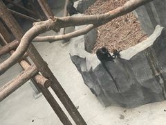 -武汉动物园