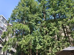 -一尺花园(安和花园店)