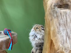 -猫亿天猫咖