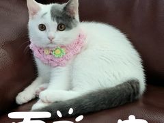 -宠颐生猫科·内科皮肤科(西平世纪城店)