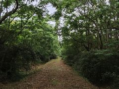 -上海海湾国家森林公园