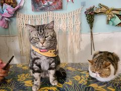 -平行世界·猫咖(首经贸店)