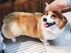 -PETKIT 小佩宠物·低压洗护·美容·寄养(安远店)