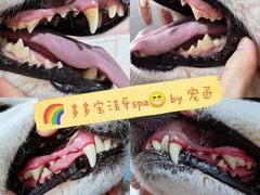 -宠匠·爱宠堡 PET CASTLE