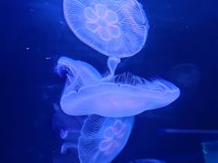 -欢乐海岸海洋奇梦馆