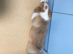 -瑞派·关忠动物医院·猫专科·犬专科(三环新城店)