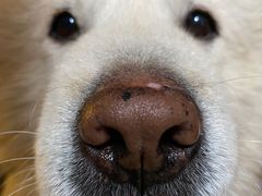 -宠物之家Pets Home 宠物寄养酒店