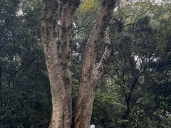 -广西壮族自治区药用植物园