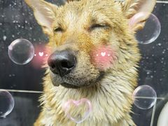 -小尾巴宠物店(万科·金域华庭店)