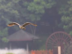 -重庆彩云湖湿地公园