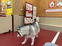 -和它·交个朋友·狗咖猫咖(爱琴海店)