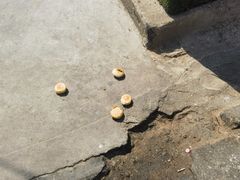 -毛氏汽水包(山海关路店)