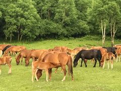 -塞罕坝国家级自然保护区