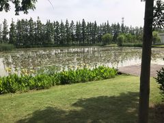 -上海长兴岛郊野公园