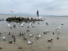 -深圳湾公园(南山区)