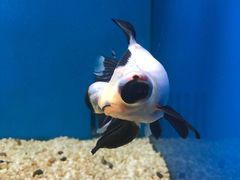 -合肥海洋世界