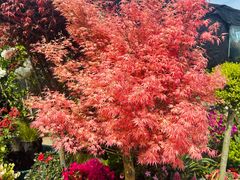 -龙大花卉苗木市场