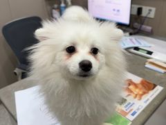 -四月宠物医院·猫专科·心脏专科·内科(转塘店)