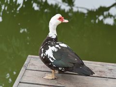 -洪湖家庭农场·团建·露营·会议