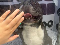 -FAELING PETS美天灵宠物(富力广场店)