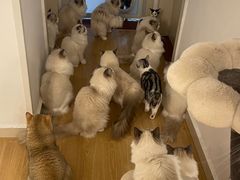 -有喵·猫咖·狗咖·30几只猫10只小狗(岗厦店)