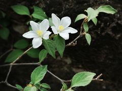 -百里山水画廊乌龙峡谷
