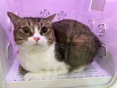 -momokira米努特·德文卷毛猫·棉花面纱犬