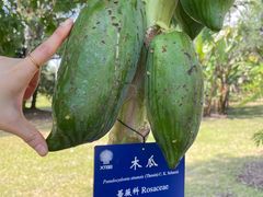 -中国科学院西双版纳热带植物园