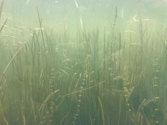 -星巴克(成都科学城店)