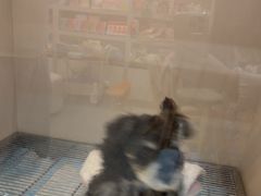 -唐小姐の私宠·宠物洗护美容·撸猫馆·购宠(周浦万达旗舰店)