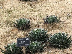 -东莞植物园