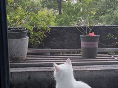 -喵的天空名猫咖啡馆·撸猫·猫舍·用品