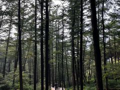 -鲁山国家森林公园