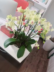 -联合丽格·张菡丽格医疗美容