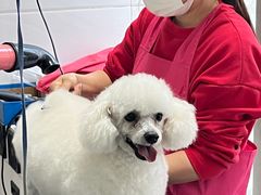 -利又安动物医院··老年病·猫科犬科·中兽医