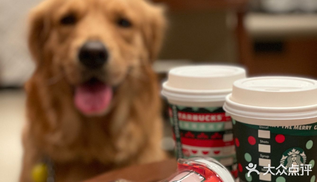 2020最后一天写给汪星人