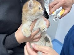-博特宠物医院24h犬猫全科.骨科·异宠