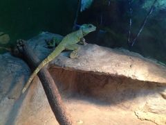 -上海大自然野生昆虫馆