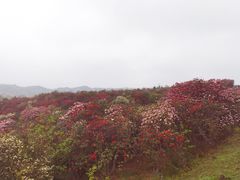 -贵州百里杜鹃风景名胜区
