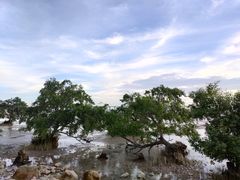 -宝安西湾红树林湿地公园