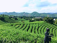 -帐篷客·溪龙茶谷度假酒店