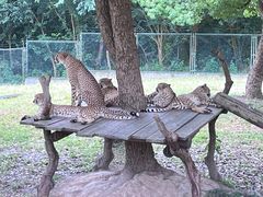 -上海野生动物园